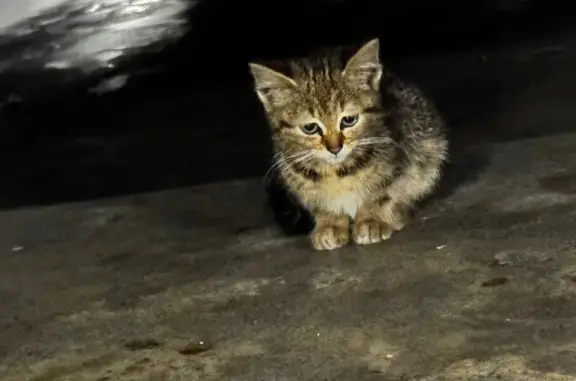 Found cat Belfast, photo: Found cat, Smithfield Square North, 26, Belfast — small kitten, 8-10 weeks old