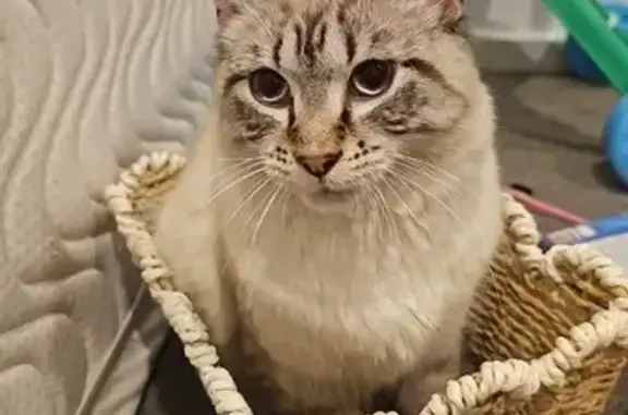 Lost cat, Wackett Street, 32, Hobsons Bay, Strathfield - male, bright blue eyes - photo