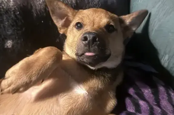 Lost dog, Southwest Meadow Well Avenue, 6206, Bentonville - Shiba Inu mix, male - photo