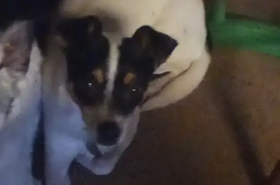 Lost dog, South 11th Street, 1701, Leavenworth — male, white body with light brown and dark brown face - photo