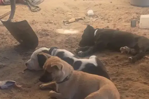 Lost dog, Barcelona Place Southwest, 2712, South Valley - tiny, fast runner - photo