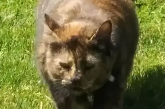Missing cat Hilton, photo: Lost cat, 5th Avenue, 25, Hilton - tortoiseshell, 17 lbs