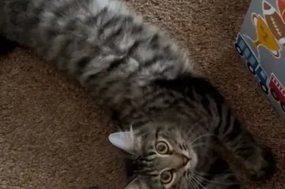 Missing cat Valrico, photo: Lost cat, Buckhorn Oaks Drive, 2758, Valrico — 1 year old tabby