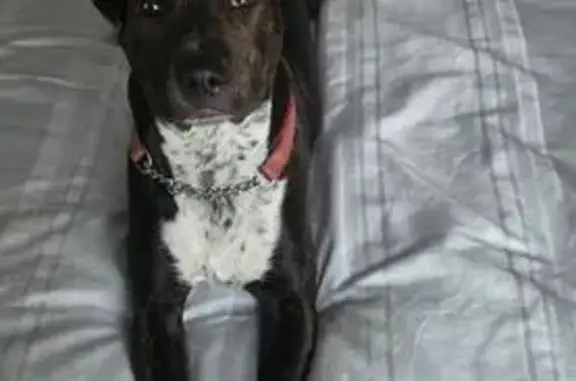 Lost dog, Antoinette Avenue, 3, Mount Clear - black brindle - photo