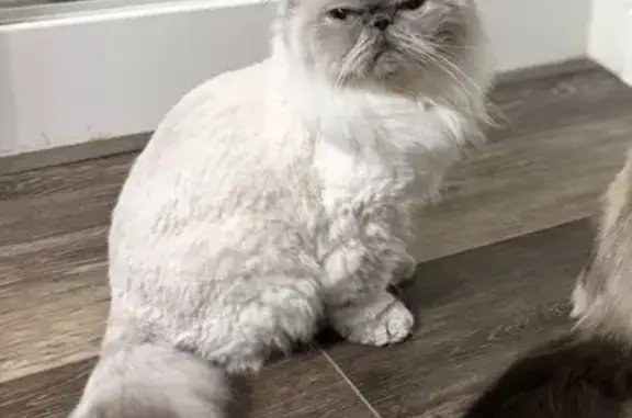 Missing cat Reno, photo: Lost cat, Peaceful Valley Drive, 1975, Reno - blue point Himalayan