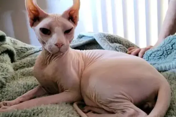 Lost cat, South 645 East, 3680, South Salt Lake — male, white, hairless - photo