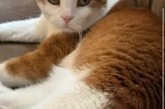 Lost and found pets Bon Air, photo: Lost cat, Big Meadows Terrace, 115, Bon Air — very scared, very silent