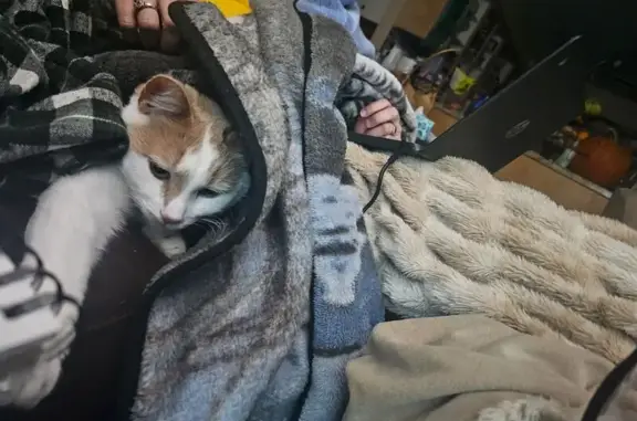 Lost cat, North Greg Drive, 3800, Arlington - male, orange and white fur - photo