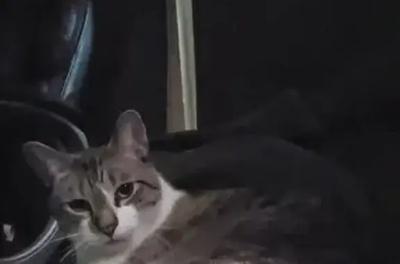 Lost cat, Addison Drive, 1163, Reynoldsburg, Panama City - male, blue eyes, very timid - photo