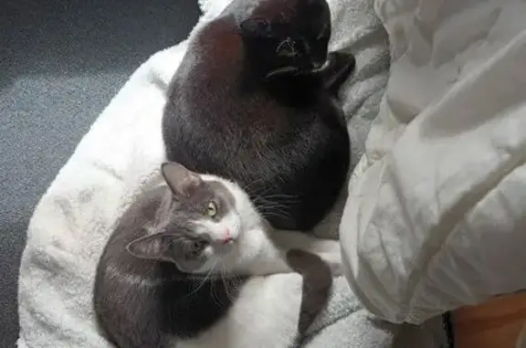 Lost cat, Kookaburra Street, 5, Beaudesert — easily spooked - photo
