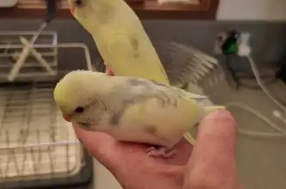 Lost bird Female, Narre Warren North (al496991) - photo