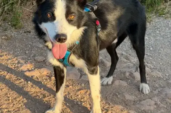 Perro perdido, Regodesebes, 33776 Villanueva de Oscos, Asturias, España, Pozuelo de Alarcon - masculino, collar azul, con chip - photo