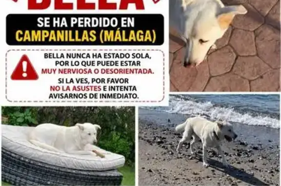 Perdido perro hembra, Calle Ágata, 57, Málaga, Alhaurin de la Torre — blanca y con chip - photo