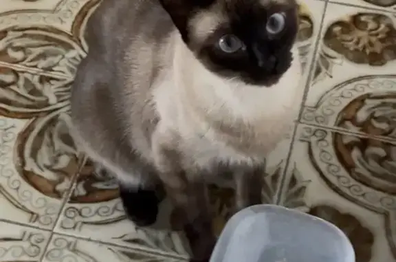 Perdido gato hembra, Pasaje Alonso de Palos, 21, Huelva - photo