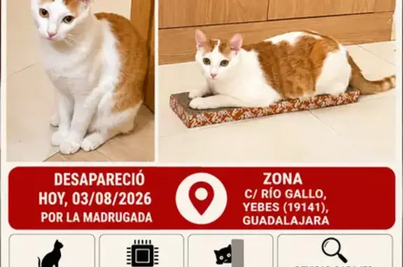Perdido gato macho, Calle Rio Gallo, 10, Madrid - blanco y naranja - photo