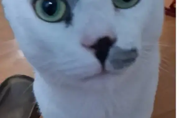 Lost cat, Maliza Drive, 09708, Soweto - male cat with grey patch above the eye and black tail - photo