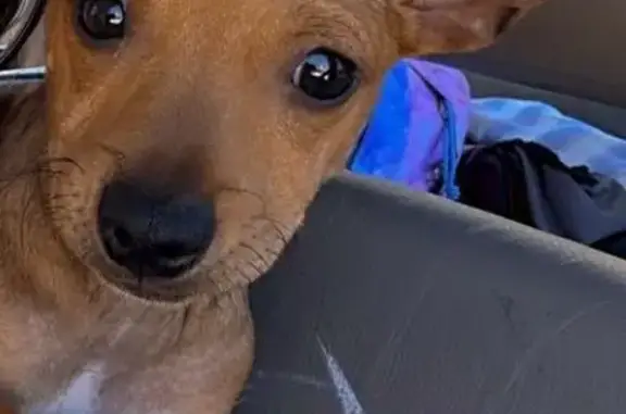 Lost dog, Ousley, Quitman - male tan chihuahua with a white chest - photo