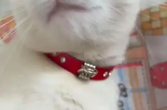 Perdido gato, Avenida 62 A, 82...