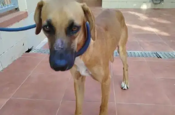 Perro perdido, Camí del Barrancó, Elche — muy miedoso con los humanos - photo