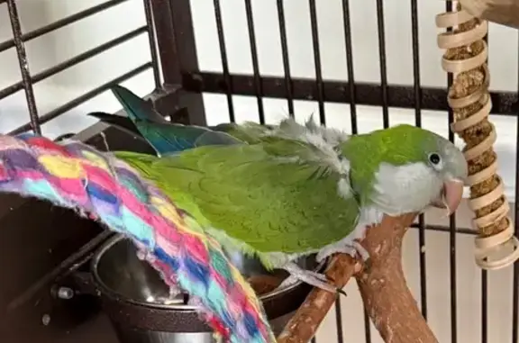 Lost bird, Roundhouse Court, 1308, Severn - mostly green, will not step up - photo