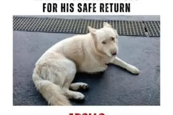Lost dog, Brixham Road, Orient...