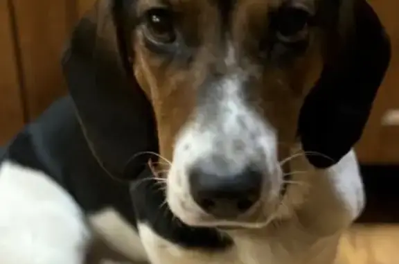 Lost dog, Lake Koshkonong, Wisconsin — tri-colored Basset Hound/Border Collie mix, 2.5 years old - photo
