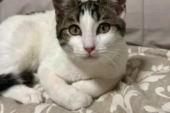 Perdido gato macho en A-6, 6, Villanueva de los Caballeros, Zamora — ojos verdes - photo