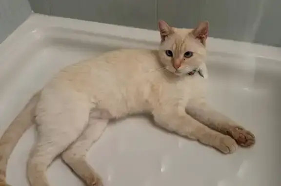 Perdido gato macho en Camino las Torres, 13, Villajoyosa - ojos azul intenso - photo