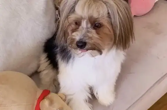 Breed: Parti Yorkshire Terrier (Parti Yorkie) * Larger than a typical Yorkshire Terrier * Mostly white coat with a tan/golden face * Black and grey markings on the back * Long silky hair * Hair on top of the head is usually tied up in a small ponytail * Long hair on the ears * Fluffy white tail * Large round brown eyes and a black nose * Sometimes sticks the tip of the tongue out