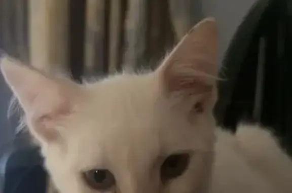 Gatos perdidos, Ciutat Vella, foto: Perdido gato macho, Passatge de la Pau, 1, Barcelona - blanco y con ojos azules