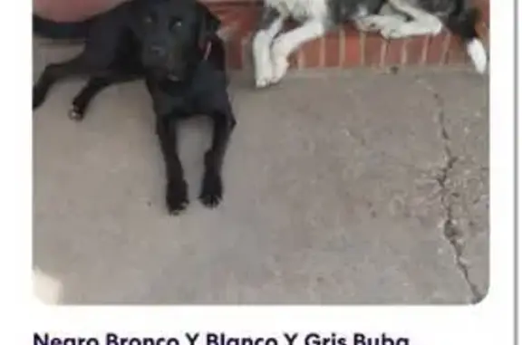 Perdido perro macho, El Alcaide, Cordoba - labrador negro - photo