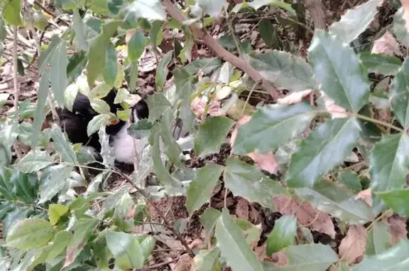 Encontrado gato en Plaça del P...