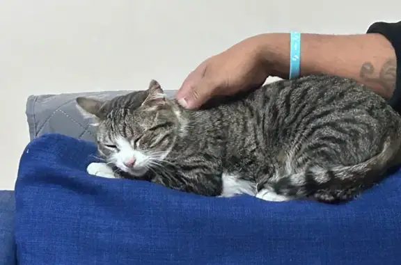 Gatos perdidos, Zaragoza, foto: Perdido gato macho, Carrer de les Cosidores, Terrassa, Zaragoza — muy amigable con las personas