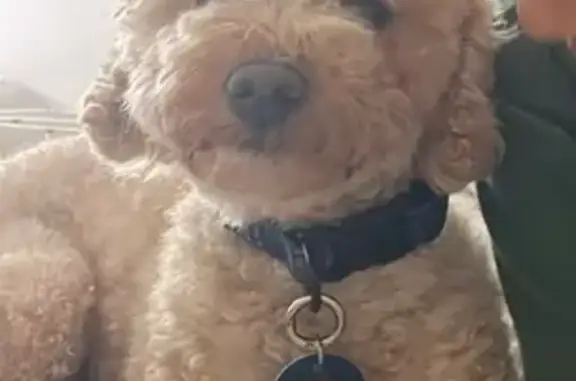 Lost dog, West Swan Road, 7100, Swan, Swan View - male, runs off if people try to catch him - photo