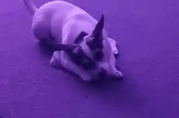 Lost dog, Lucas Way, 5, Campbelltown — female, barks at people - photo