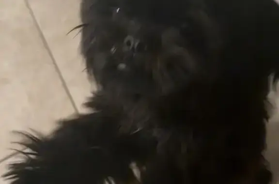 Lost dog, 70th Street, 8025, Paramount, Compton — black with a white patch - photo