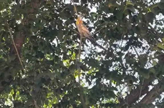 Búsqueda de mascotas, foto: Encontrada ave en Calle de Pío Felipe, 2, Puente de Vallecas - pajarito gris con cara amarilla y rojiza