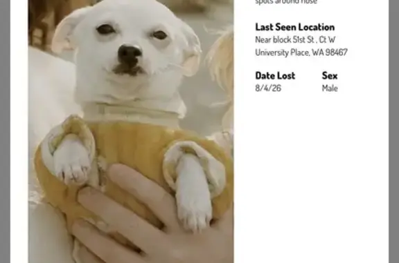 Lost dog, Sunset Drive West, 5127, Tacoma - white chihuahua - photo