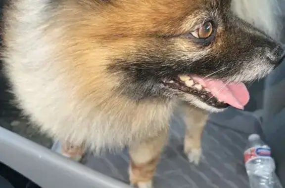 Found dog, Fox Run Lane, 6157,...