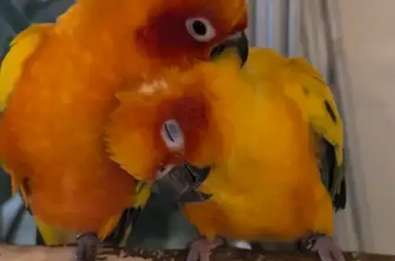 Lost pets Choa Chu Kang, photo: Lost Bird, Keat Hong Close, 802A, Choa Chu Kang - male sun conure with leg ring ending 8016