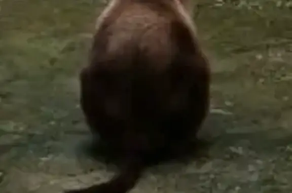 Perdido gato fêmea, Levilândia...