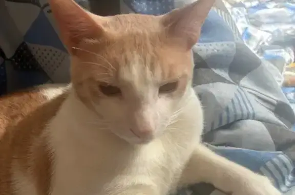 Perdido gato macho, Rua Eugêni...