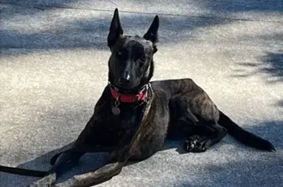 Lost dog, Rangeview Street, City of Moreton Bay, Brisbane - photo