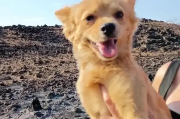 Perdido perro masculino, Octavio Paz, 3742, Zapopan, Zapopan - sin collar y de pelo amarillo - photo