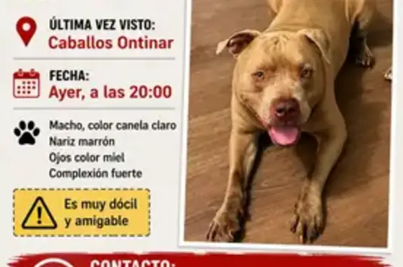 Perro perdido, Ontinar de Salz, Zaragoza - masculino, ojos marrones y miel - photo