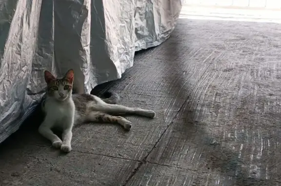 Gatita delgada,joven,calicó(predomina el gris en sus manchas,maullido muy agudo y es muy cariñosa. Llegó a mi casa y se resguardo debajo de mi coche con cubierta.