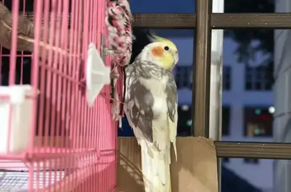 Lost bird, Singapore 530466, Hougang - young cockatiel - photo