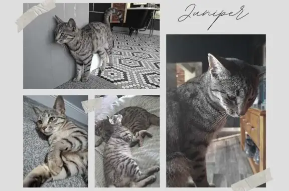 Missing cat New Modder, photo: Lost cat, Benoni, Gauteng, New Modder - grey female tabby with notch in right ear