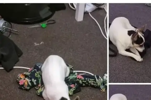 Lost dog, Lucas Way, Sydney, Campbelltown - female - photo