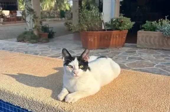 Gato perdido macho, Camí de na Bubota, Llucmajor - muy cariñoso y castrado - photo